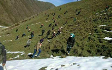 虫草批发价格讲述冬虫夏草的采挖方式