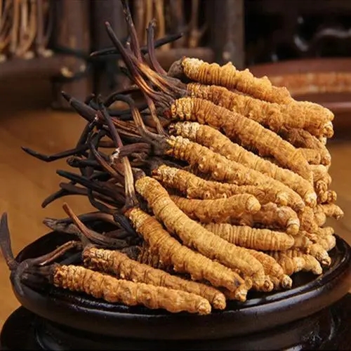 冬虫夏草是怎样长成的?