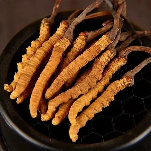 虫草批发价格的哪些制定要求是必须知道的？
